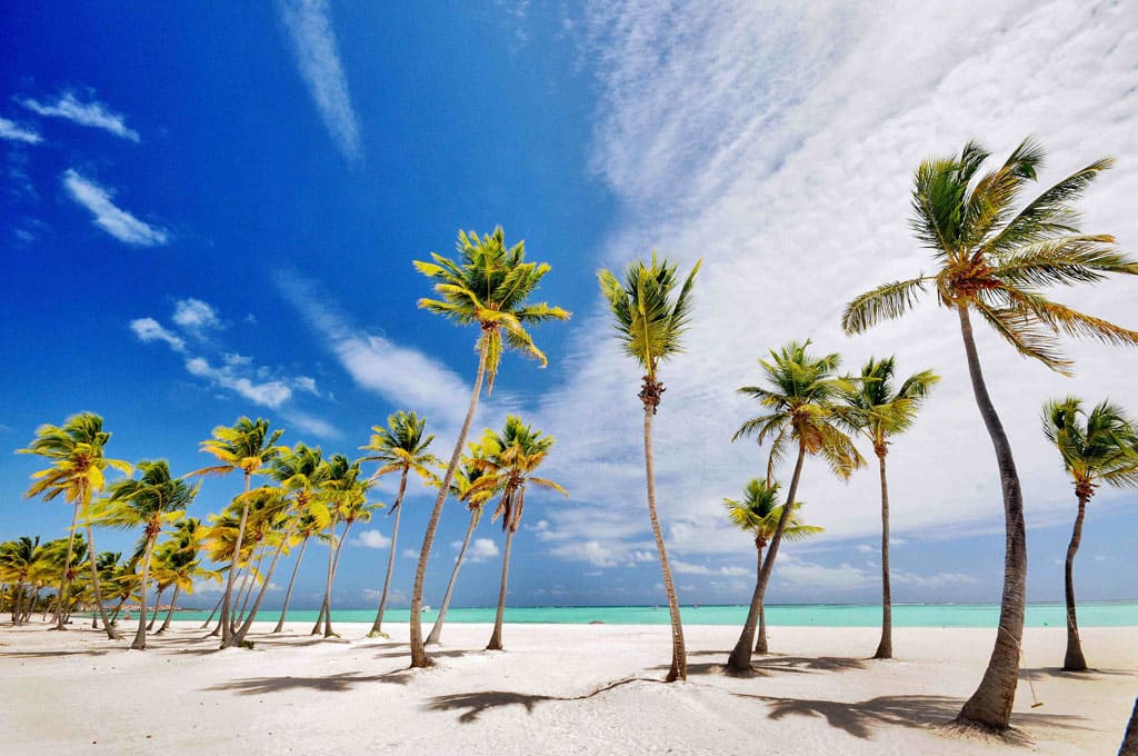 A white-sand beach in Cap Cana shaded by coconut palms, with clear turquoise water beyond.
